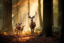 Two Deer Is Walking With Another Deer In Forest Generative AI