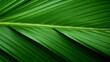 © PETR BABKIN - GREEN PALM LEAF, CLOSE-UP, MACRO, ABSTRACT BACKGROUND, HORIZONTAL IMAGE. image created by legal AI