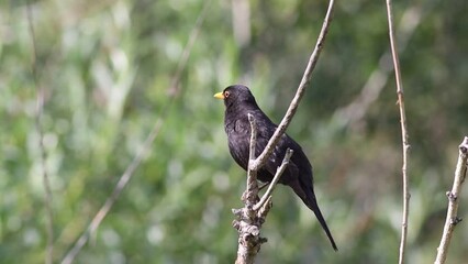 Wall Mural - Common Blackbird singing