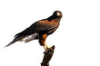 Harris Hawk isolated on clean white background