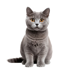 Naklejka na meble gray cat on a white background