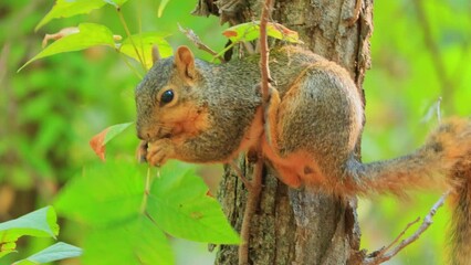 Wall Mural - Close up shot of squirrel eating nut in Martin Nature Park