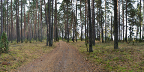 Canvas Print - Walking through the forest, beautiful panorama.