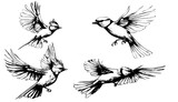 Fototapeta Fototapety na ścianę do pokoju dziecięcego - Vintage engraving of isolated bird set, illustration ink humming sketch. Bird silhouette art background. Black and white hand drawn vector image