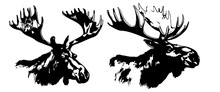 Vintage Engraving Of Isolated Moose Set Illustration Ink Sketch. Wild Elk Deer Background Vector Art, Isolated On White Background.