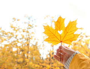 Wall Mural - autumn background. yellow maple leaf with hole in shape of heart in hand outdoor, abstract natural backdrop. symbol of autumn season. fall time concept. copy space. template for design