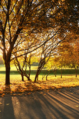 Wall Mural - autumn park with yellow-orange foliage trees and asphalt road, natural sunny background. beautiful autumn landscape. fall season. 