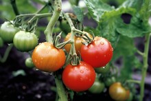 Close-up Of Ripening Tomatoes On Soil. Generative AI