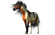 A pinto horse is one that has a coat color characterized by large patches of white and another color, commonly black or brown. Tobiano is the most common pinto pattern. 3D Rendering.