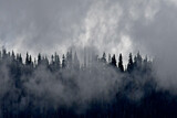 Fototapeta  - Conifer forest Shrouded in mist.  High Sierra Nevada Mountains, California 