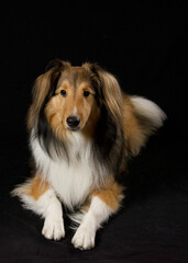 Shetland sheepdog portrait