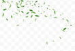Lime Leaf Wind Vector Transparent Background