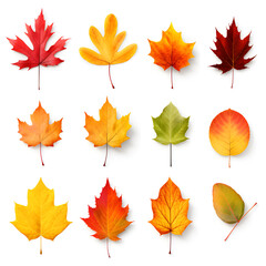 Wall Mural - collection of fallen autumn leaves on a white background.