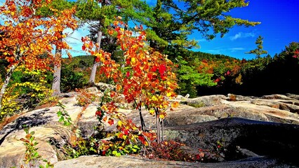 Wall Mural - Beautiful colored autumn leaves  with blue sky