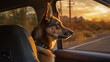 Dog portrait of a german shepard sitting in the passenger seat of a moving car and looking out the window