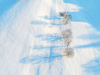 Wall Mural - aerial view of snow covered deciduous tree with shadow