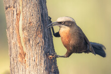 Wild Gray-crowned Babbler (Pomatostomus Temporalis) Hunting For A Hidden Grub Under The Bark Of A Tree, Australia