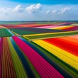 A view of the colorful tulip fields in Holland 