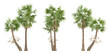 Borassus flabellifer palm tree on transparent background, tropical plant, 3d render illustration.