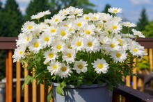 lovely white daisies in the container. Generative AI