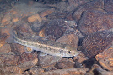 Wall Mural - Central stoneroller minnow at bottom of a creek