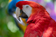Ara macao. Red macaw
