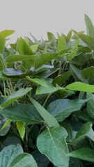 Poster - Slow motion views of ripe leaves of soybean plants. Captured at sunrise in a lush green agricultural soybean field. Morning sunlight falls upon the top of the leaves. Plants are ripe and green.