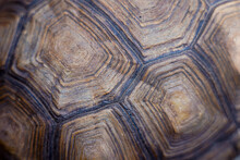 Closeup Detail Of Turtle Shell