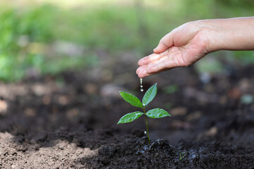 Wall Mural - Hand nurturing and watering young baby plants growing in germination sequence on fertile soil at green nature background