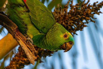 Wall Mural - parrot in the tree