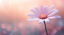 Closeup Single Flower Deep Droplets Petal Pink Gradient Scheme Daisies Soft Warm Light Girl Standing Field Center Garden