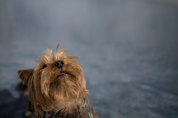 Portrait of a funny little Yorkshire Terrier dog with empty space for an inscription. High quality photo