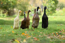 Six Indian Running Ducks Walking On Grass Together At A Farm