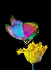 Wall Mural - bright tropical morpho butterfly on yellow tulip flower in water drops isolated on black. butterfly on a flower.