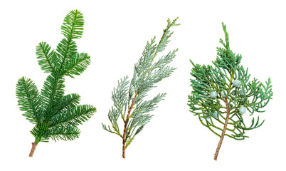 fir tree and juniper with cones branches isolated