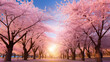 sunset in the park with cherry blossoms 