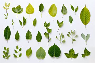 Wall Mural - Leaves collection on white background. Top view.