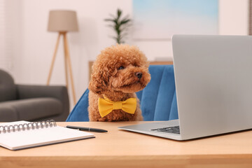 Poster - Cute Maltipoo dog wearing yellow bow tie at desk with laptop and notebook in room. Lovely pet