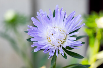 Sticker - background of aster flower close up