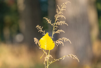 Canvas Print - first autumn leaves on a sunny day