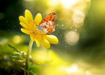 Wall Mural - wildflower and orange yellow butterfly in the meadow.