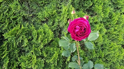 Wall Mural - Flower of beautiful bright crimson rose against the background of green thuja 