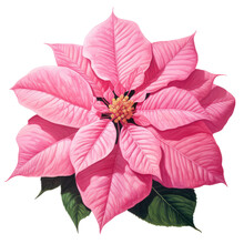 Add A Touch Of Artistic Flair To Your Festive Christmas Projects With This Vintage-style Pink Poinsettia Flower Watercolor Clipart. Perfect For Enhancing Your Holiday Floral Botanical Decorations.