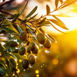 Closeup of olives with dew drops on the branch of olive tree on the sunset. Generative AI