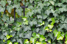 Background Of Lush Green Ivy Leaves. Green Ivy Leaves With White Veins Growing On A Bush Climbing On A Wall. Evergreen Plant Wall. Green Ivy Leaves - Climbing Or Ground-creeping Woody Plant.