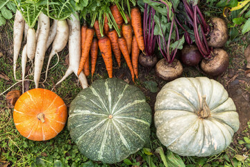 Wall Mural - Autumn vegetables background. Harvest of bunch fresh raw carrot, beetroot, daikon white radish and pumpkins in garden top view