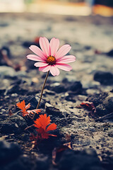 Wall Mural - Beautiful pink flower on the ground.