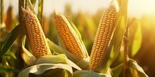 Corn Cobs In Corn Plantation Field. : Generative AI