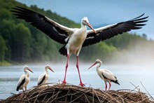 White Stork In The Nest