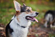© amixstudio - Pembroke Welsh Corgi on a walk. Portrait of a dog in the autumn park